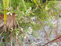 Sericocarpus tortifolius image