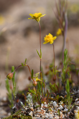 Salinas Valley goldfields (Lasthenia leptalea)