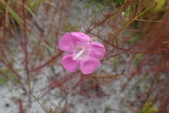 Agalinis filifolia