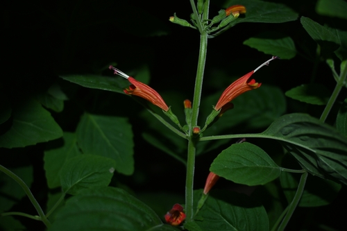 Jaliscan Calamint (Clinopodium haraverianum)