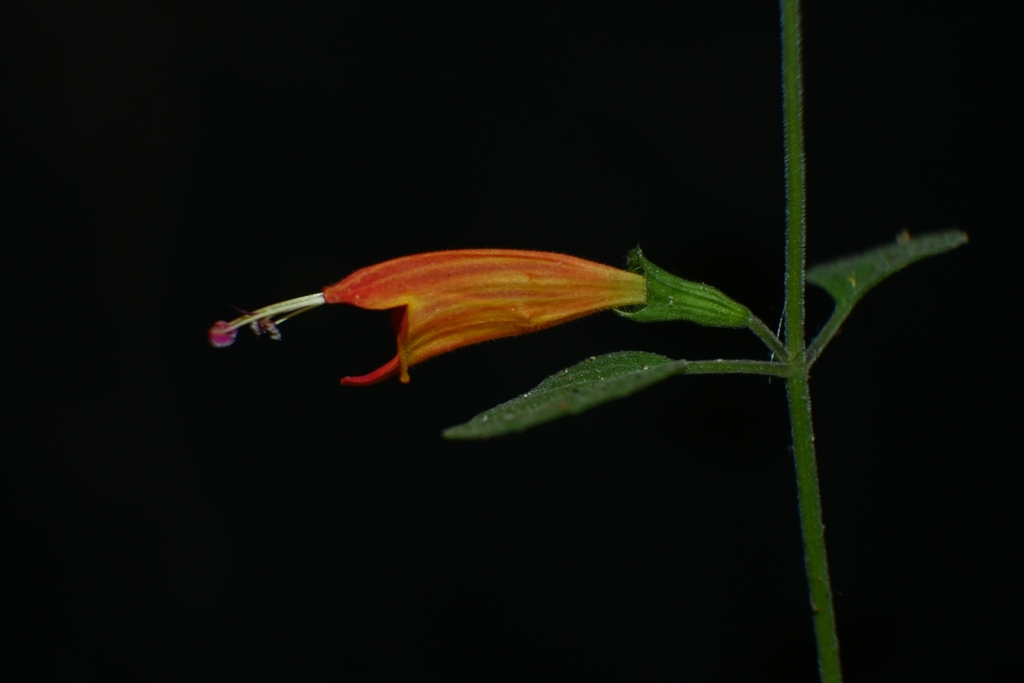 Jaliscan Calamint