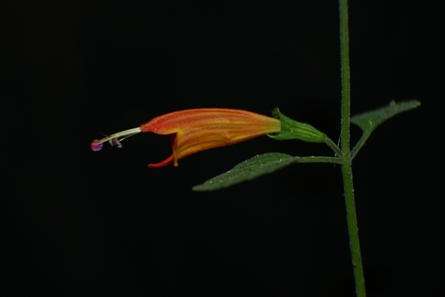 Image of Clinopodium haraverianum by (c) Dante S. Figueroa, some rights reserved (CC BY-SA)