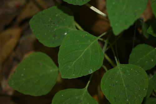 Image of Clinopodium haraverianum by (c) Dante S. Figueroa, some rights reserved (CC BY-SA)