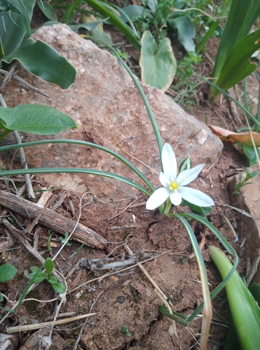 Ornithogalum baeticum