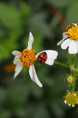 Cheilomenes sexmaculata