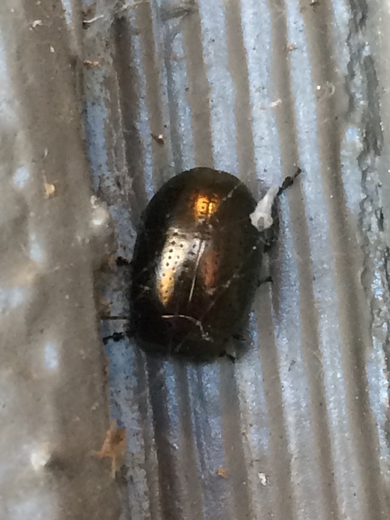 Saint John's Wort Beetle