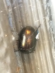 Chrysolina hyperici