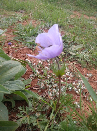 poppy anemone
