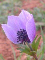 Anemone coronaria image