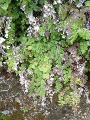 Adiantum capillus-veneris image