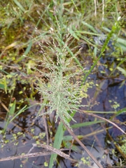 Leptochloa panicoides