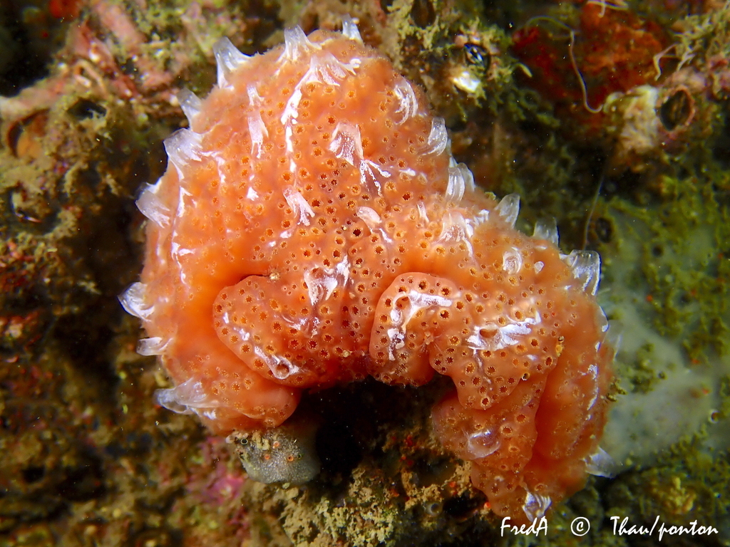 Aplidium de Nordmann