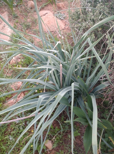 Branched Asphodel