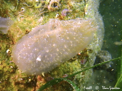 Dirty Sea-Squirt photo 2