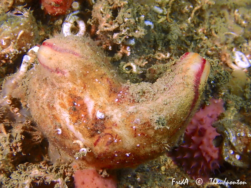 Photo of Sea fig (Microcosmus sabatieri)
