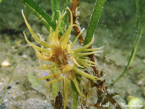 Anemone cenere