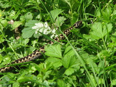 Vipera berus berus
