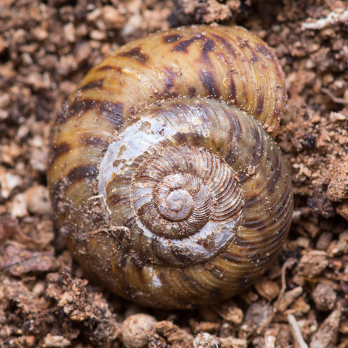 Anguispira fergusoni observed 2023-03-14