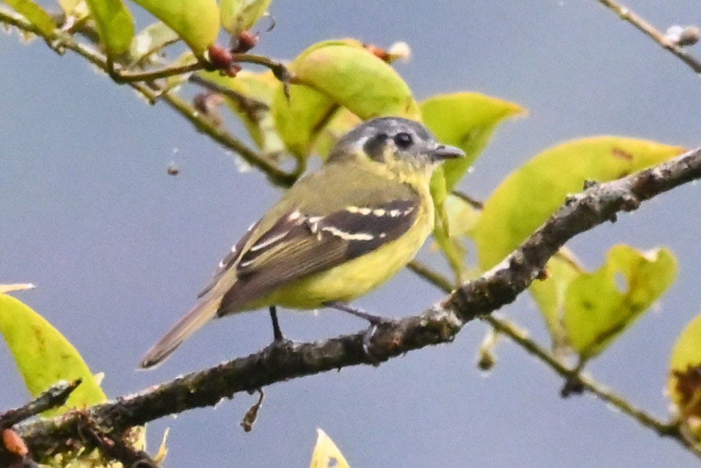 Mosquerito Cenizo, Tyranniscus cinereiceps