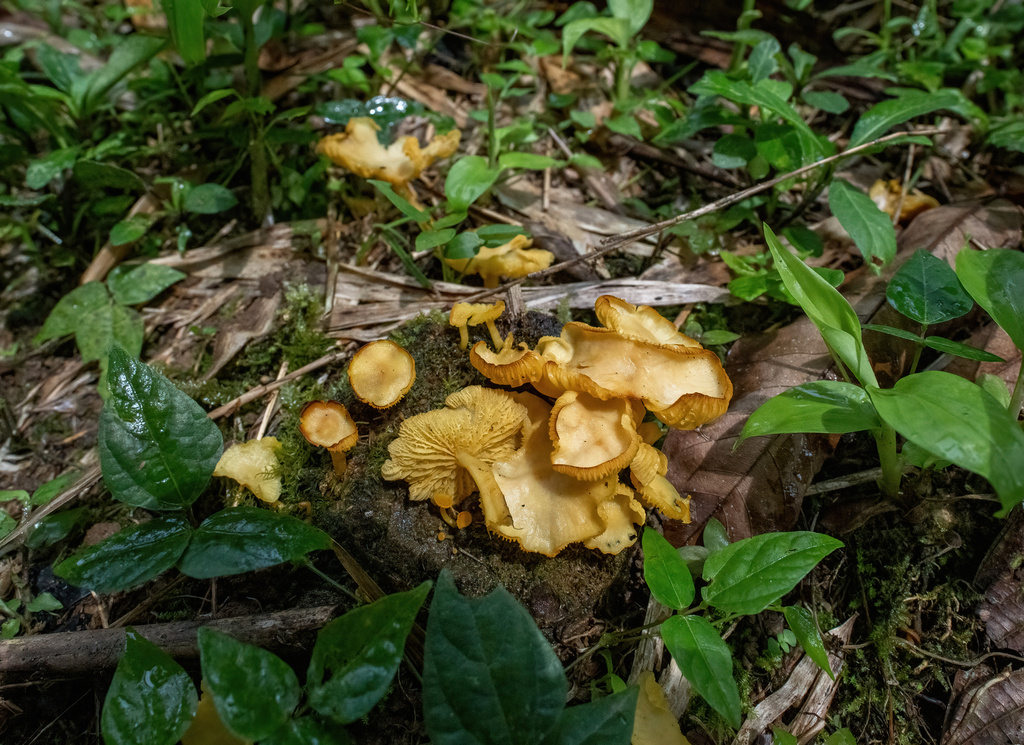 Marasmius rhyssophyllus