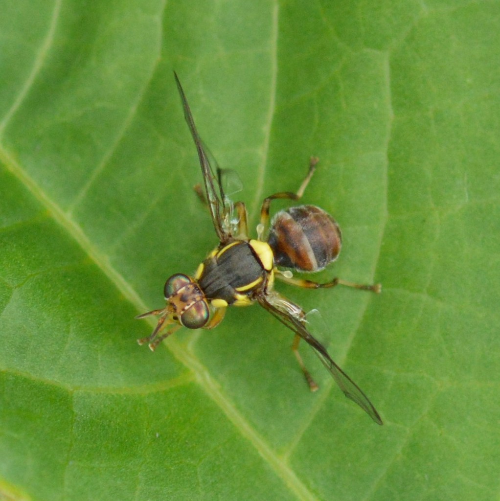 Malaysian Fruit Fly