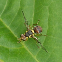Bactrocera latifrons