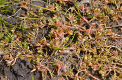 Crassula peduncularis