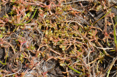 Crassula peduncularis
