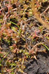 Crassula peduncularis
