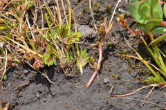 Crassula peduncularis