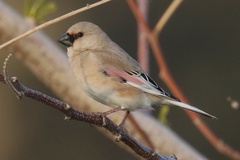 Desert Finch photo 3