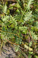 Eryngium vesiculosum