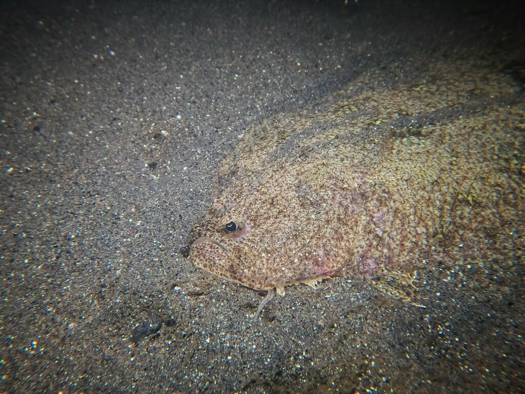 Bigmouth Sanddab