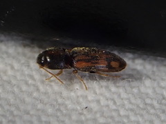 Conoderus bellus