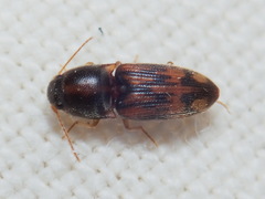 Conoderus bellus