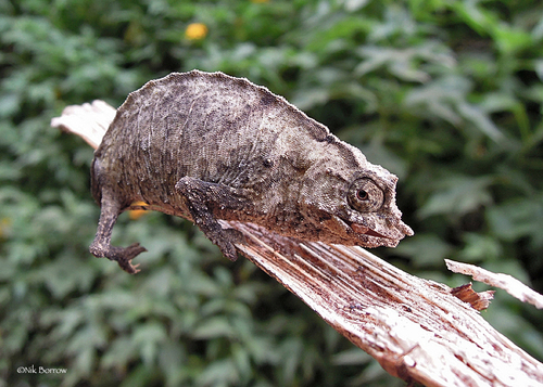 Boulenger’s Pygmy Chameleon - Photo (c) Nik Borrow, some rights reserved (CC BY-NC)