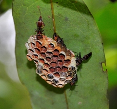 Ropalidia aethiopica