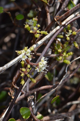 Scandia geniculata