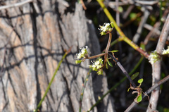 Scandia geniculata