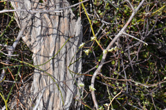 Scandia geniculata
