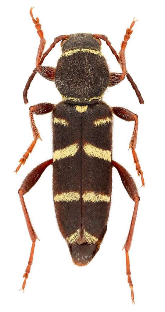 Clytus marginicollis