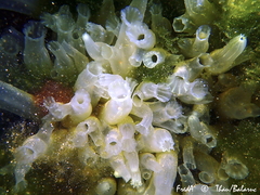 Tunicate photo 5