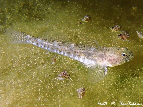 Common goby (Pomatoschistus microps) — Gobiidae