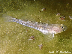 Common Goby photo 2