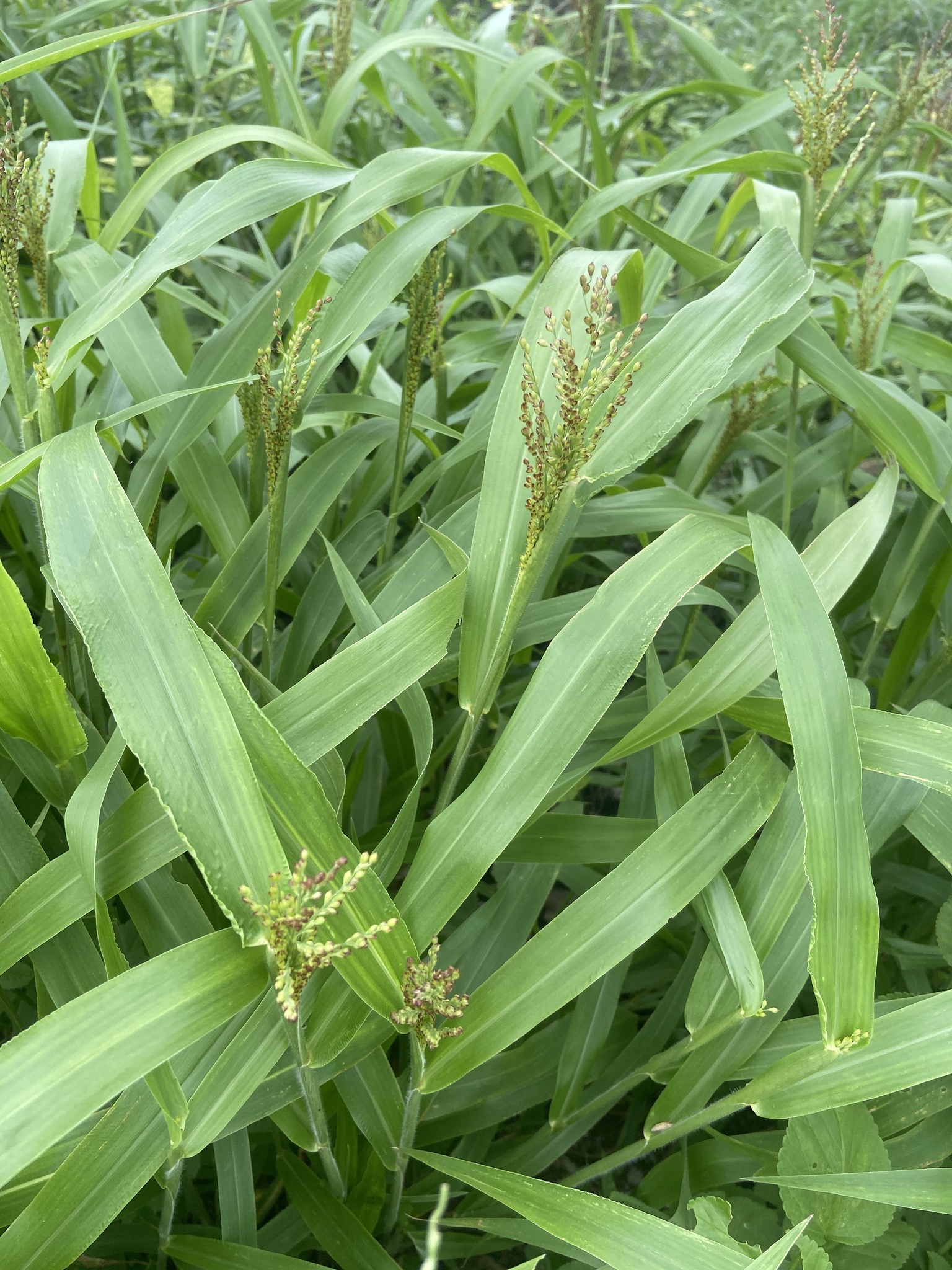 Urochloa mollis