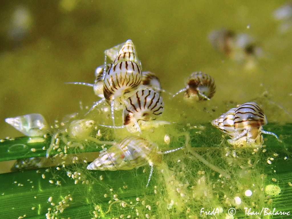 Spire Shells and Allies