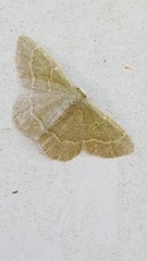 Chlorochlamys phyllinaria