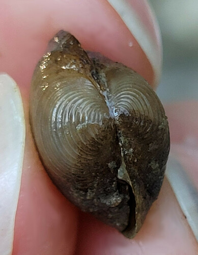 Striated Fingernailclam