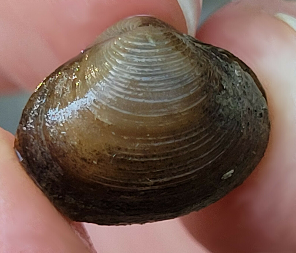 Striated Fingernailclam