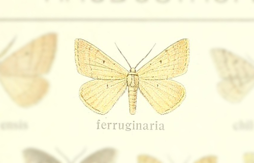 Rhodostrophia ferruginaria